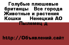 Голубые плюшевые британцы - Все города Животные и растения » Кошки   . Ненецкий АО,Пылемец д.